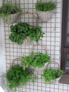 Grønne planter på balkongen
